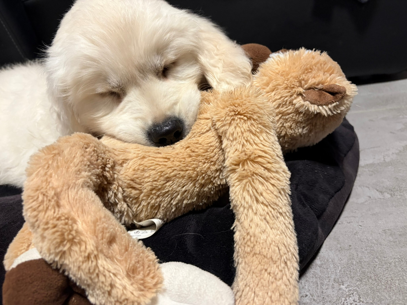 Chiots / Chiens nés à l'élevage dans les familles
